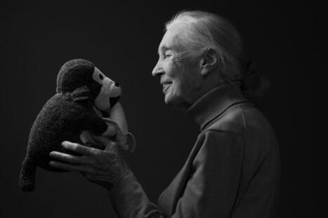 Jane Goodall’s Final Message: ‘Don’t Give Up’ - Inside Climate News | Operation Deimos | Scoop.it