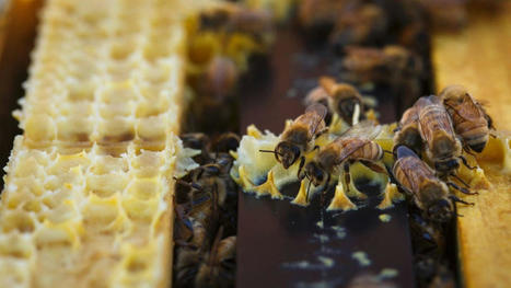 Japan rejects NZ honey with traces of weedkiller glyphosate | Stuff.co.nz | Japanese Travellers | Scoop.it