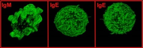 Superweapon IgE antibody destroys its own factory | Allergy (and clinical immunology) | Scoop.it