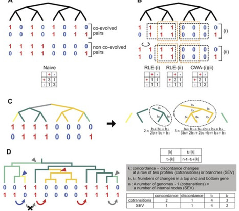 CORGIAS: identifying correlated gene pairs by considering evolutionary history in a large-scale prokaryotic genome dataset | nar | RMH | Scoop.it
