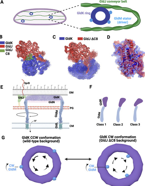 A molecular conveyor belt-associated protein controls the rotational direction of the bacterial type 9 secretion system | mBio | RMH | Scoop.it
