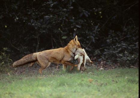 Coronavirus -&nbsp; Interdiction de tout acte de chasse et de destruction&nbsp; | Vall&eacute;es d'Aure & Louron - Pyr&eacute;n&eacute;es | Scoop.it