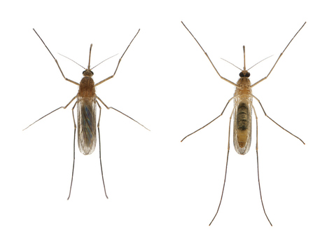 Le virus du West Nile est de retour en France : comment reconnaître le moustique Culex et s'en protéger ? | EntomoNews | Scoop.it