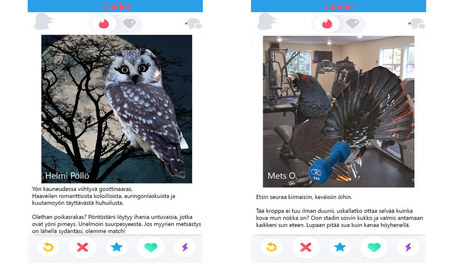 Totuus lintujen deittiprofiileista — pettämistä, salapesintää ja irstaita irtosuhteita | Luonto | yle.fi | 1Uutiset - Lukemisen tähden | Scoop.it