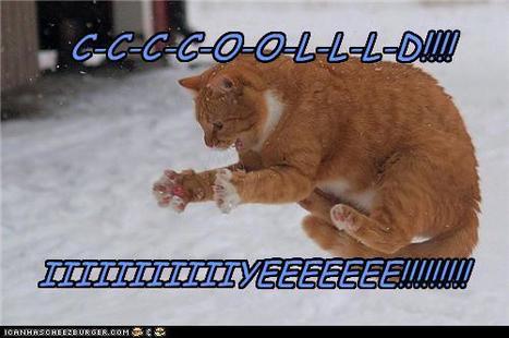 Cooooooooold! | Lolcats | Scoop.it