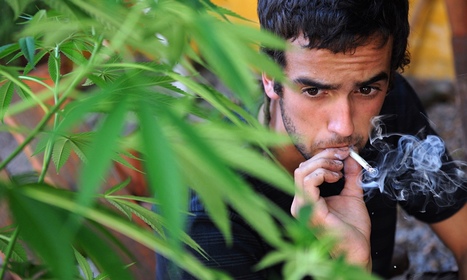 UN: cannabis law changes pose 'very grave danger to public health' | Beckley News : Cannabis - Marijuana | Scoop.it