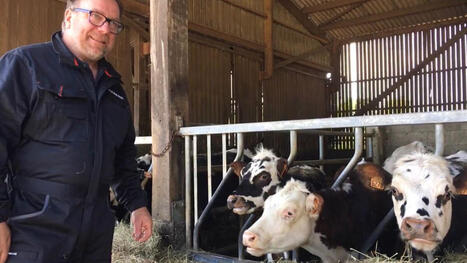 Comment la vache normande essaie de reconqu&eacute;rir son territoire | Actualit&eacute;s de l'&eacute;levage | Scoop.it