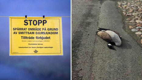 F&aring;gelinfluensa i Simrishamn: &rdquo;S&aring;g 164 d&ouml;da f&aring;glar&rdquo; | 1Uutiset - Lukemisen t&auml;hden | Scoop.it