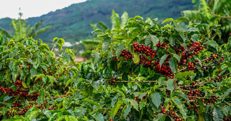 De nouvelles recommandations du Cirad pour évaluer l'impact environnemental du café | Biodiversité - @ZEHUB on Twitter | Scoop.it