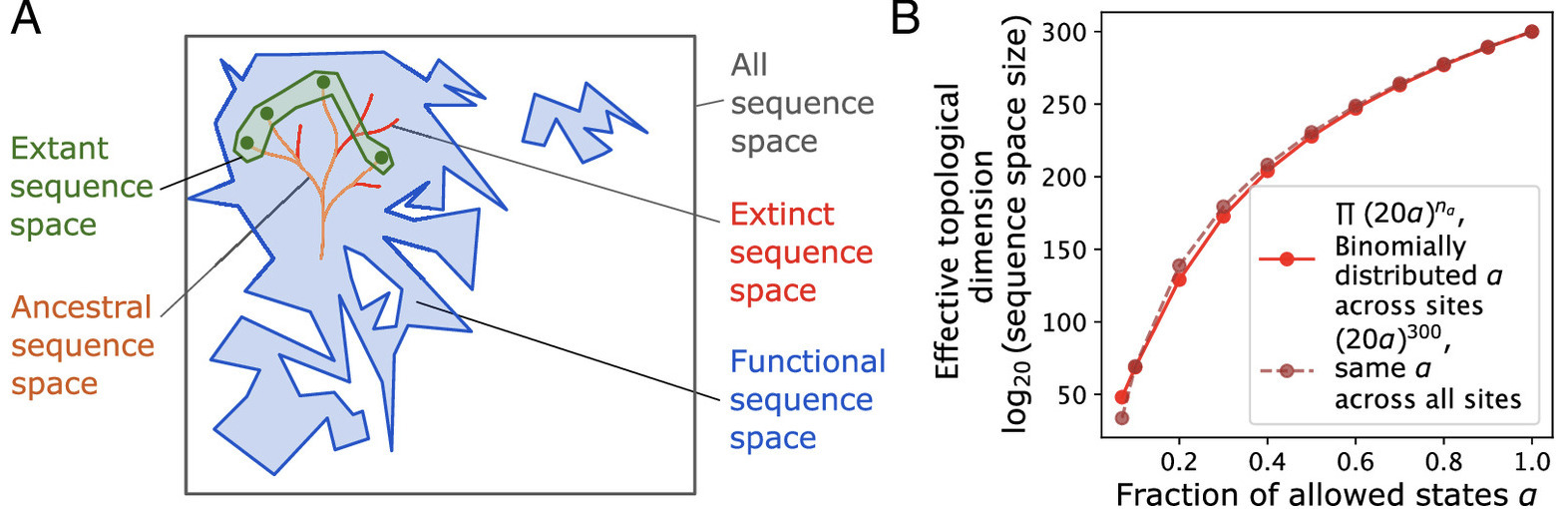 Descent from a common ancestor restricts explor...