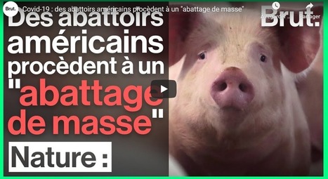 Conséquence de la pandémie de Covid-19, un absurde abattage de masse aux États-Unis | La Gazette des abattoirs | Scoop.it