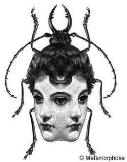 Exposition BD : Sur le th&egrave;me des insectes | Vari&eacute;t&eacute;s entomologiques | Scoop.it