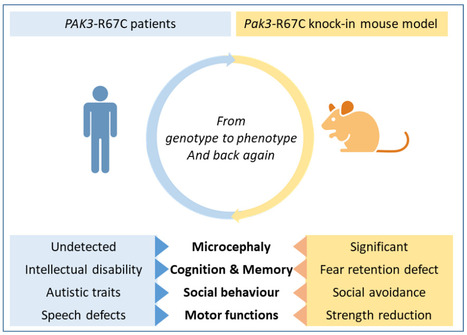 Nouvelles caractéristiques phénotypiques et anomalies synaptiques révélées par la description d’une nouvelle occurrence de la variation PAK3-R67C | Life Sciences Université Paris-Saclay | Scoop.it