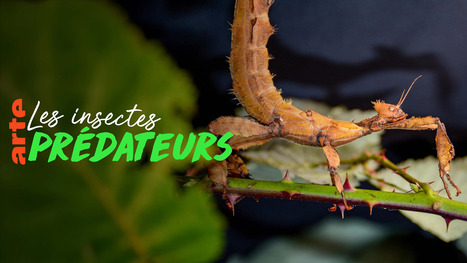 Les insectes prédateurs - Voyages et découvertes | Variétés entomologiques | Scoop.it