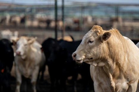 Aux États-Unis, la grippe aviaire infecte désormais les vaches et les chèvres | Toxique, soyons vigilant ! | Scoop.it