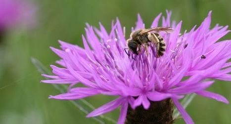 Loi Biodiversité ce qu'il faut retenir du jeudi 19 mars - LPO | Biodiversité | Scoop.it