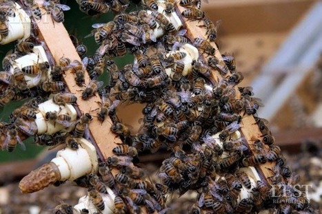 France. Ces députés ont signé un appel à sauver les abeilles, mais se contredisent | Variétés entomologiques | Scoop.it