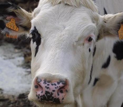 Caussade (87). Trois vaches tombent de la bétaillère et passent la nuit devant une banque | La Gazette des abattoirs | Scoop.it