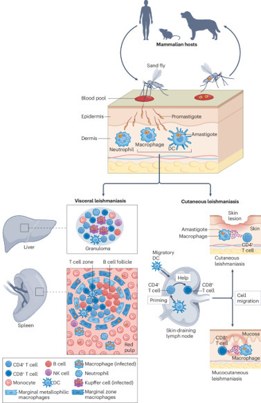 Lymphocyte-mediated immune responses to Leishmania infection | Nature Reviews Immunology | Immunology | Scoop.it