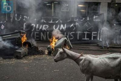 Plus de 15.000 &eacute;leveurs dans la rue pour des mesures d'urgence -  PresseOcean.fr | Agriculture en Pays de la Loire | Scoop.it