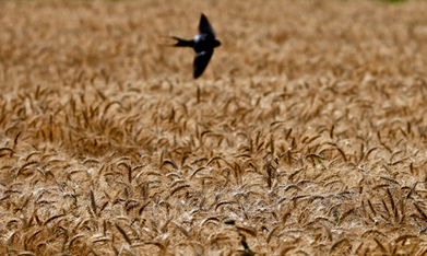Egypt imported 10 million tonnes of wheat from nine countries since January 2018