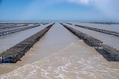 Huîtres contaminées : les coquillages temporairement interdits de pêche sur une partie de la baie du Mont Saint-Michel – | HALIEUTIQUE MER ET LITTORAL | Scoop.it