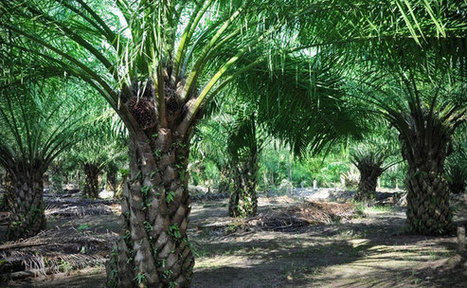 Multinationals drop palm oil supplier as sustainability certifications start to bite | Sustainability Science | Scoop.it