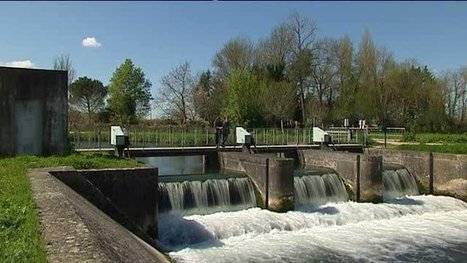 Marais Poitevin : les passes à poissons facilitent la migration des aloses - France 3 Poitou-Charentes | Biodiversité | Scoop.it