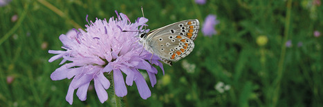 Sciences participatives : Trois protocoles ont été lancés sur les papillons de jour | Les Colocs du jardin | Scoop.it