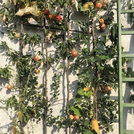 Les Murs &agrave; P&ecirc;ches de Montreuil versus pr&eacute;dations fonci&egrave;res &ndash; | Nature en ville | Scoop.it