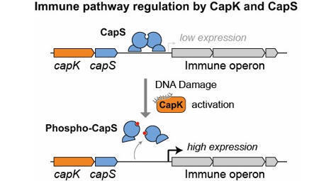 A DNA damage-activated kinase phosphorylates a transcriptional repressor to control bacterial immune pathway expression | embo | RMH | Scoop.it