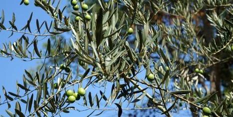 Xylella fastidiosa aux portes de la France | HORTICULTURE | Scoop.it
