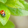 Les Colocs du jardin
