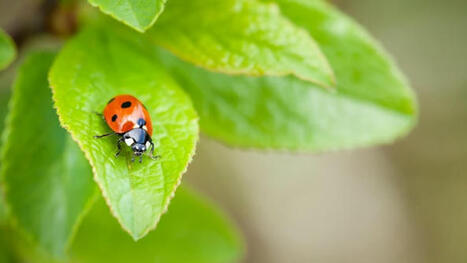 No Mow May, un mouvement réellement bénéfique pour la biodiversité, selon une étude | Les Colocs du jardin | Scoop.it