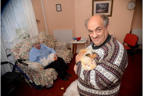 Plymouth couple face eviction over 'psychic' guinea pigs | No Such Thing As The News | Scoop.it