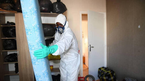 Pourquoi ces insectes qui piquent peuvent aider &agrave; r&eacute;soudre des crimes | EntomoScience | Scoop.it