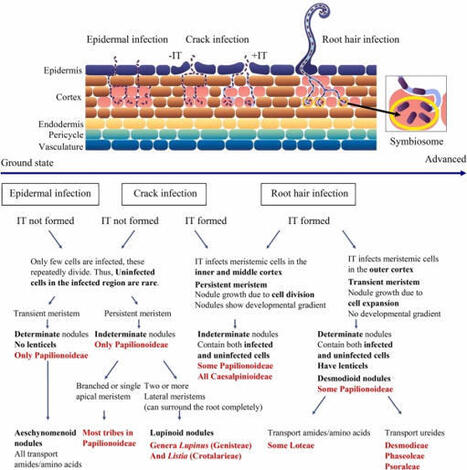 Evolution, biogeography, and ecological strategies of legume root nodule symbioses and their agricultural significance&nbsp; | Plant-Microbe Symbiosis | Scoop.it