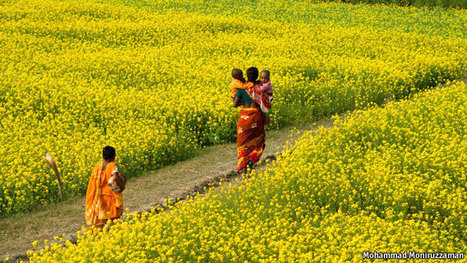 The path through the fields | SSSC Politics  Development | Scoop.it