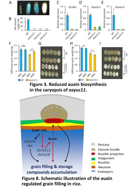OsYUC11-mediated auxin biosynthesis is essential for endosperm development of rice | SEED-DREAM Lab info | Scoop.it