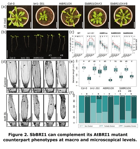 Molecular and physiological characterization of brassinosteroid receptor BRI1 mutants in Sorghum bicolor - Preprint | Plant hormones (Literature sources on phytohormones and plant signalling) | Scoop.it