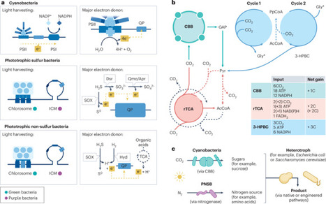 Interfacing solar energy with bacterial metabolism for sustainable chemical synthesis | Nature Reviews Clean Technology nrct | RMH | Scoop.it
