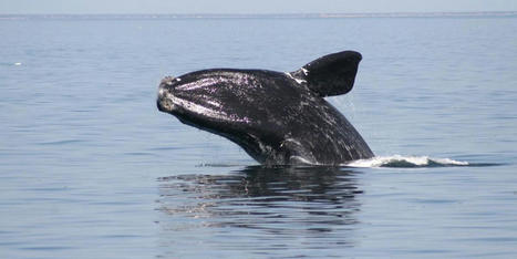 Climate Crisis Is Driving Decline of Critical Endangered Whale Species | Biodiversité | Scoop.it