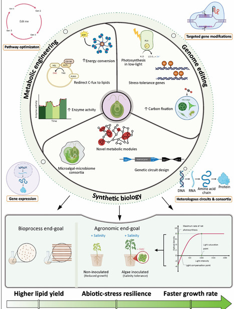 Strategies to intensify CO2 capture by microalgae for the circular bioeconomy | Tin | RMH | Scoop.it