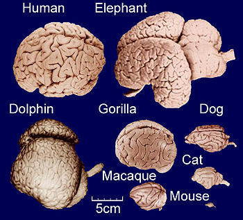 Why we’re smarter than chickens: Brain-specific exon skipping might be partly to blame | Salud Publica | Scoop.it