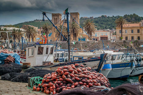 ALGERIE : Pêche au thon rouge : Les conditions fixées par un arrêté ministériel | CIHEAM Press Review | Scoop.it