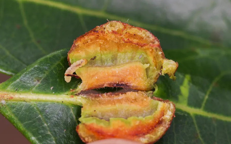 Des chenilles qui vont aux toilettes ! | MNHN | EntomoNews | Scoop.it