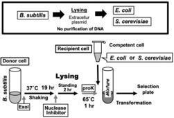 Versatile Methodology for Efficient Large-sized DNA Delivery between Microorganisms without in vitro purification | jmb | RMH | Scoop.it