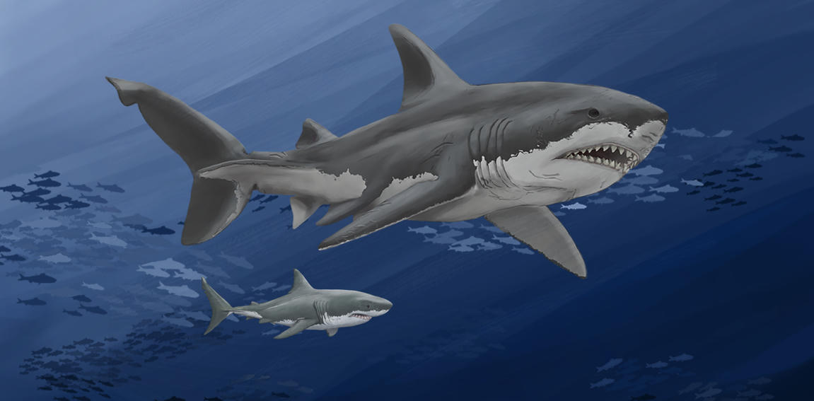 Megalodon sharks ruled the oceans millions of y...