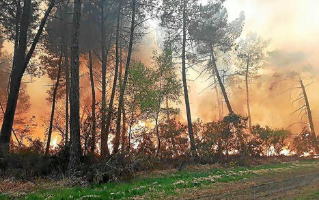 Gestion de crise lors d'un exercice militaire qui provoque un important incendie dans la forêt domaniale de Haute-Sève, au nord de Rennes : 50 hectares partent en fumée.  | Gestion de crise | Scoop.it