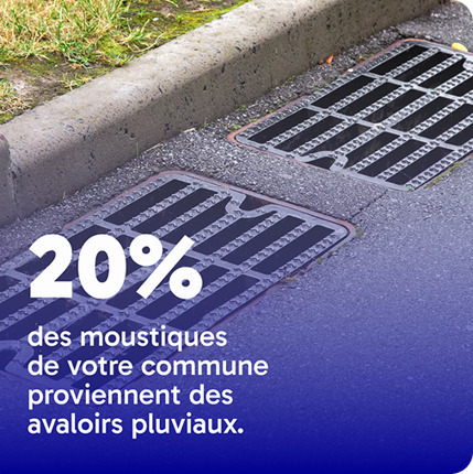 Ma Ville Sans Moustiques | Vari&eacute;t&eacute;s entomologiques | Scoop.it